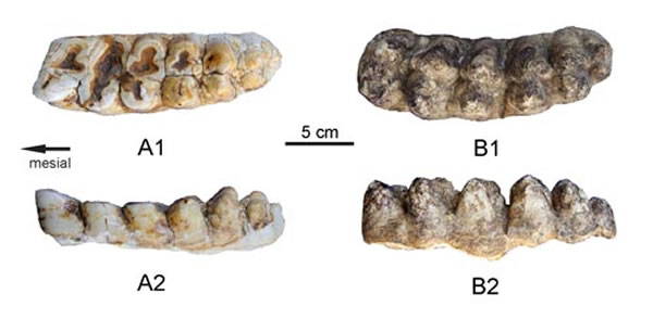 ���Ͼ�Գ�������л������ʳݻ�ʯ����Ԫ��ͼ��