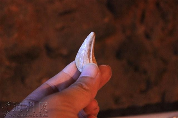 湖南省道县乐福堂乡福岩洞出土5枚古人类牙齿和大的哺乳动物化石