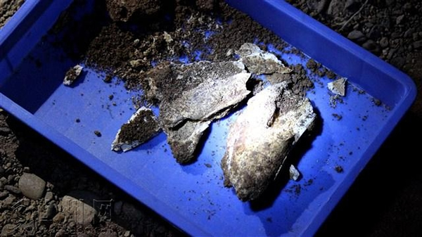 湖南省道县乐福堂乡福岩洞出土5枚古人类牙齿和大的哺乳动物化石