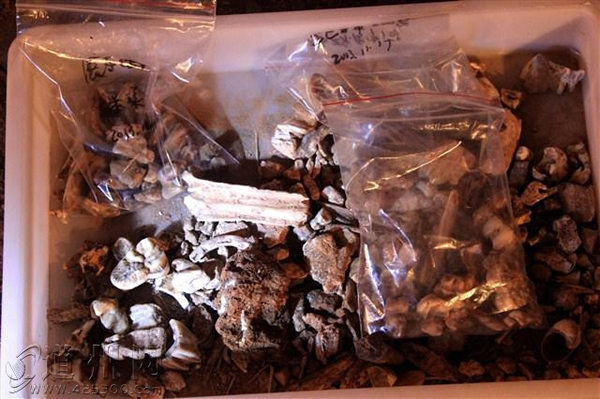 ����ʡ�����ָ����縣�Ҷ�����5ö���������ݺʹ�Ĳ��鶯�ﻯʯ