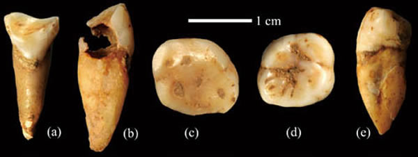 福岩洞发现的人类牙齿化石