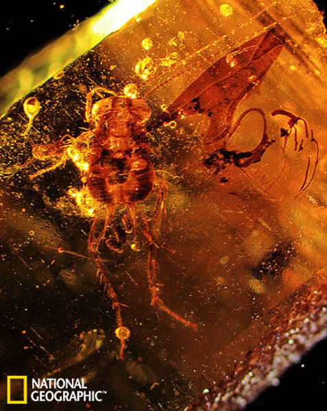 黎巴嫩琥珀中发现以恐龙粪便为食的蟑螂
