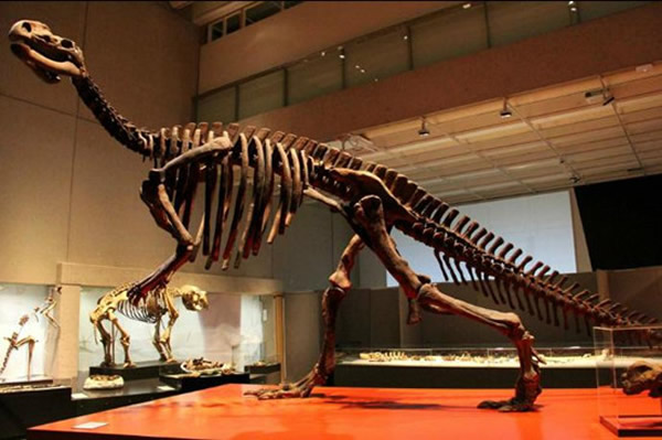 �Ĵ��������ݲ����չ�������������ʯ