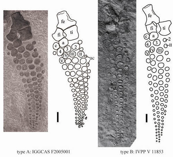 ������˹�����������ֺ�֫���ͣ����컪��ͼ��
