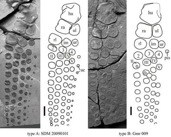 ������˹������������ǰ֫���ͣ����컪��ͼ��