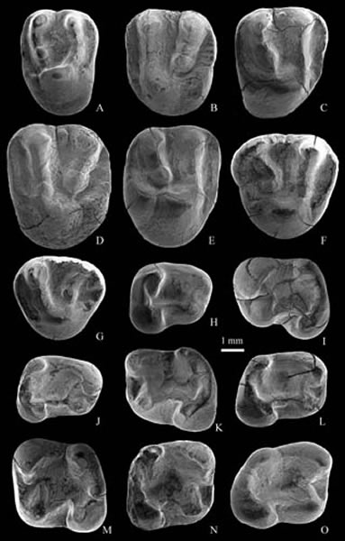 �����������ϡ��¼ճݹ����ӣ����繩ͼ��