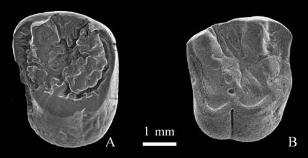 ׳��� (������δ��) �ϼճݹ��棨���繩ͼ��