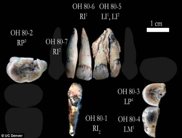 ���������ݵ����ڷ���Ϊ�о���Ա�ṩ��������ʳʳ���������������Ϊ��Щ����������ʳ�����ƫ������ֲ���ϡ�