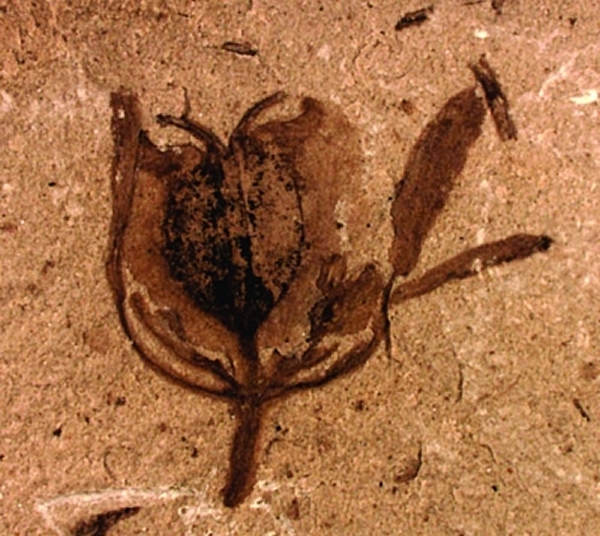 �����ֵ�����ĵ��ͻ�����������