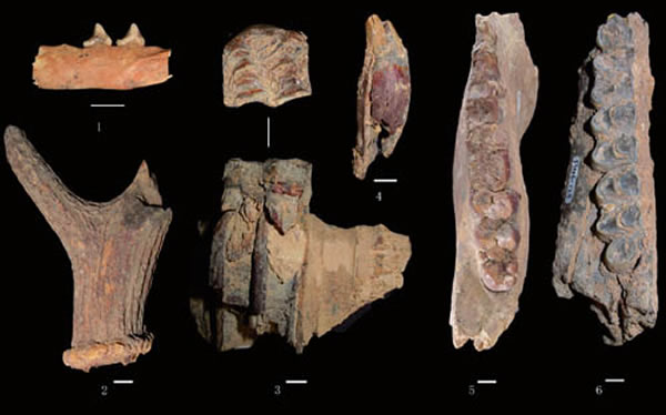 ���ɽ�ص㷢�ֵĵ��ͻ�ʯ�걾��1. �Ƽ���ɽ�����жΣ�2. ���ϰ�¹�ǲжΣ�3. �������������ǣ�4. �๷����Ȯ�ݣ�5. ����Ұ�����жΣ�6. �׹Ǵ��