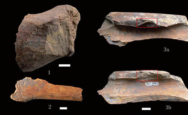 ���ɽ�ص���������������ۼ���1. �������ҧ�ۼ���2. ʳ�����ҧ�ۼ���3a. �����Ұ̵Ĺ����������̬��3b. �����Ұ̵Ĺ����ڱ�����̬����������ͼ��