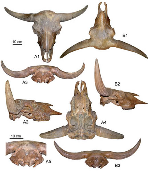 ��ԭҰţ��Bison priscus��ͷ�ǡ���ͬ���Ĺ�ͼ��