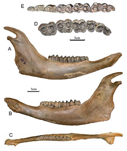 ��ԭҰţ��Bison priscus�����Ǽ��ճ��С���ͬ���Ĺ�ͼ��