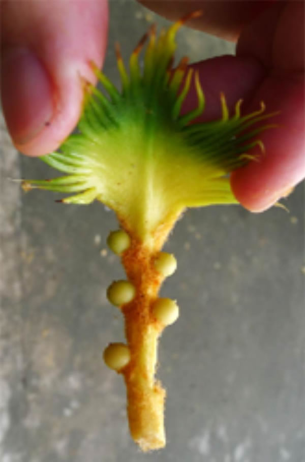 一个早期发育的大孢子叶,具有典型的叶形态,胚珠(种子)两侧排列