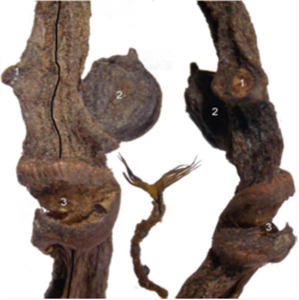 在外界机械压力缺失的情况下,原本两侧排列的胚珠(种子)改为螺旋排列