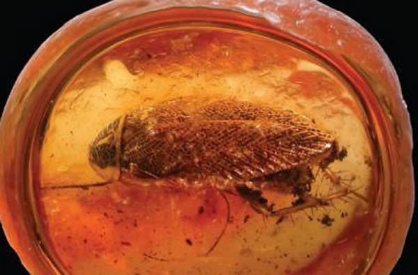 �����о���ʾ��Ectobius����������ڱ����޽����γɡ�ͼ����ŷ�ޱ������ֵ�4400����ǰEctobius��뻯ʯ�걾��