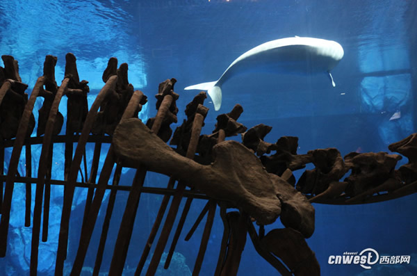 ���ع��ڵĿ������Ǽ�չʾ