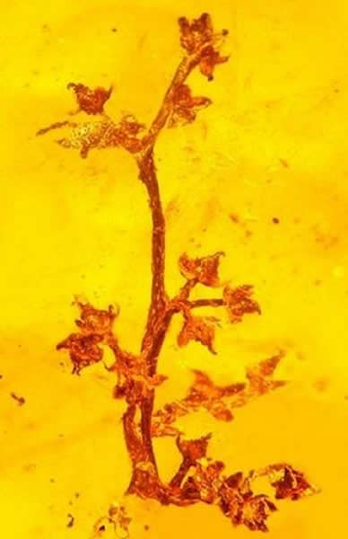 ��������з��ֿ���ֲ�����Է�ֳ�������֤��