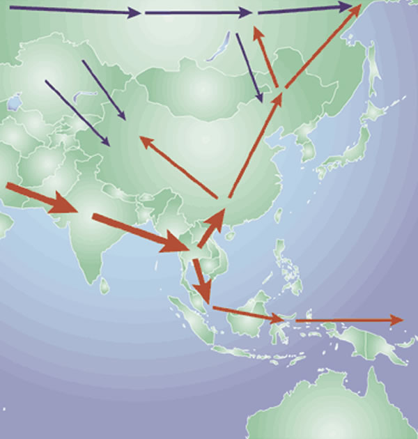 资料图片:非洲血统的东亚人的假定的迁徙路线