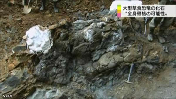 日本北海道发现白垩纪鸭嘴龙科恐龙化石