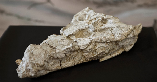 Sahitisuchus fluminensis�Ļ�ʯ