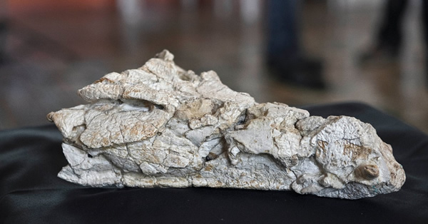 Sahitisuchus fluminensis�Ļ�ʯ