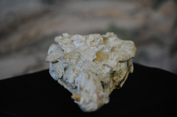 Sahitisuchus fluminensis�Ļ�ʯ