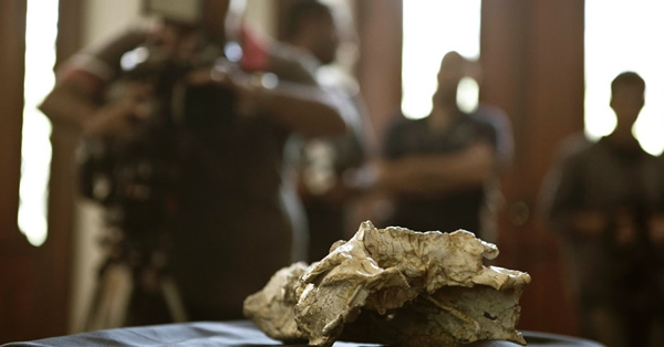 Sahitisuchus fluminensis�Ļ�ʯ�����ŷ�����