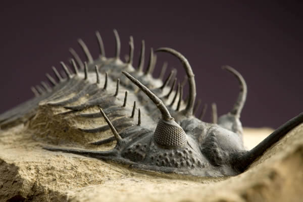 三叶虫化石