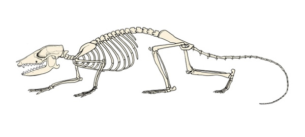 �����̥�̲��鶯�︴ԭͼ