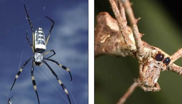 ��Ϊ��˿Բ�룬��Ϊ�����롣���뻯ʯ�ķ��ִ�ʹ��ѧ�һ��ɴ�ǰ���жϣ�������ʷǰ֩�����������¸������塣���¸������������Զ�������룬���·��ֵ�ʷǰ���벢���ȴ���С