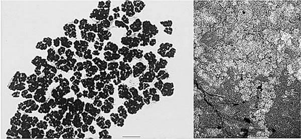 �ִ�΢�����2.5����ǰ��΢���廯ʯ