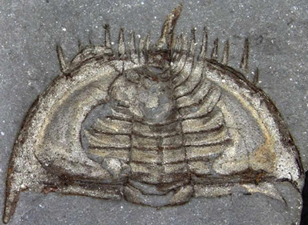 �����ʹ����֮������ϵ���Ҷ�����ʧ��