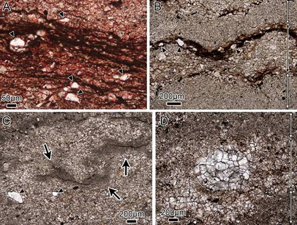 Cloudina��ʯ������΢��������ṹ������һ��