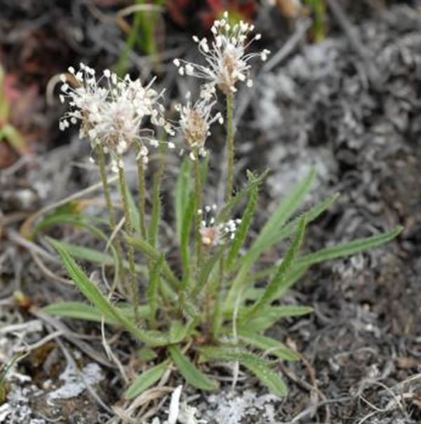 ������ǰ�ݣ�һ�ֲݱ�����ֲ�����ֲ���DNA���������������������ö�����