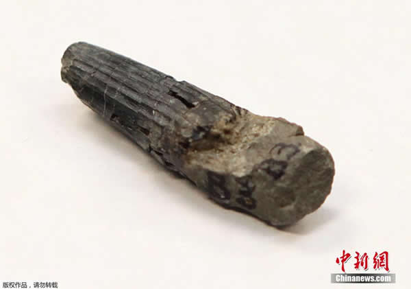 ������ѧ�����������������ݷ��ָù���һ�������ʯ