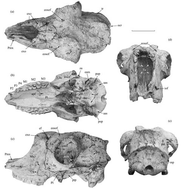 ǲľޣTsaidamotherium brevirostrumͷǣʷڹͼ