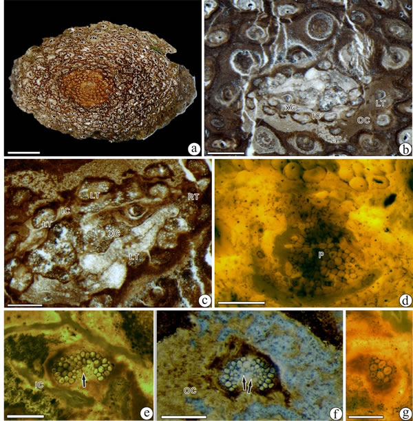 似普拉姆阿氏茎(新种)横切面解剖特征