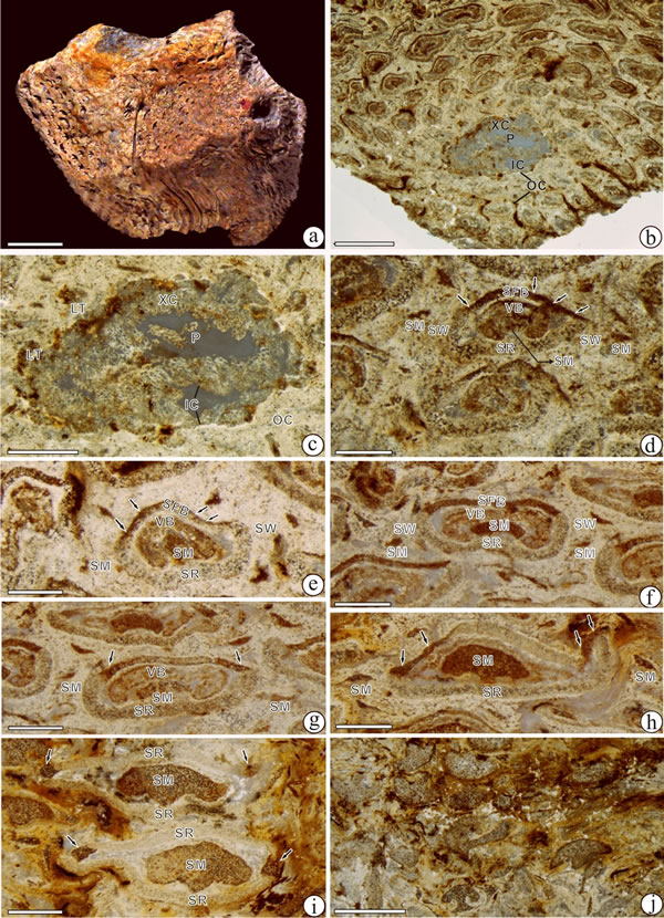 似普拉姆紫萁阿氏茎(新种)异质叶柄基及硬化环特征