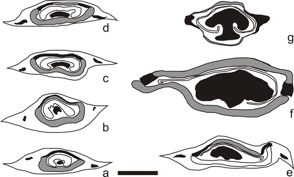 似普拉姆阿氏茎(新种)叶柄基及维管束特化厚壁组织示意图