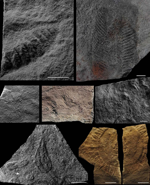 ��Ͽ�������͵İ��Ͽ�����ʯ