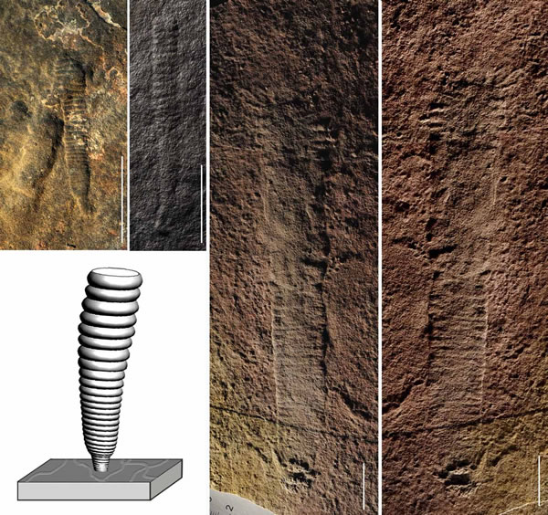 ��Ͽ������Ӱ�鷢�ֵ������͵İ��Ͽ����������