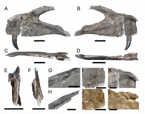 格氏蛮龙Torvosaurus gurneyi化石