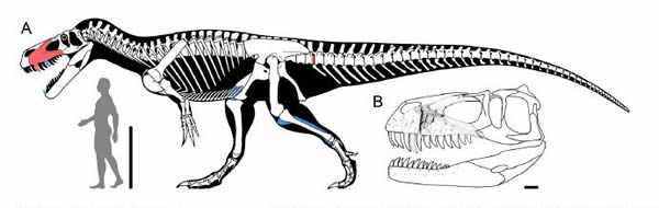 格氏蛮龙Torvosaurus gurneyi骨骼示意图