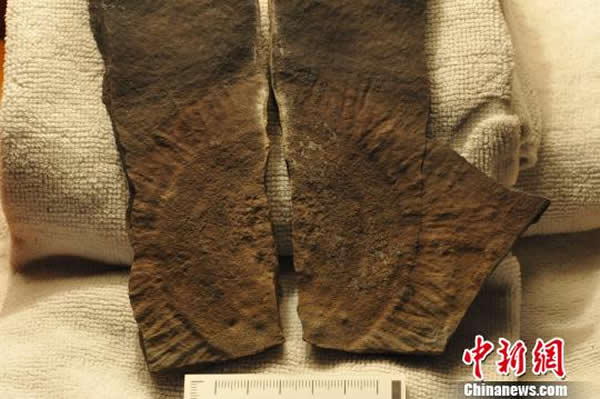 ���Ͽ�������Ⱥ��ʯ