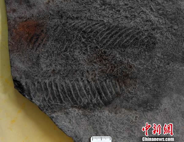 ���Ͽ�������Ⱥ��ʯ