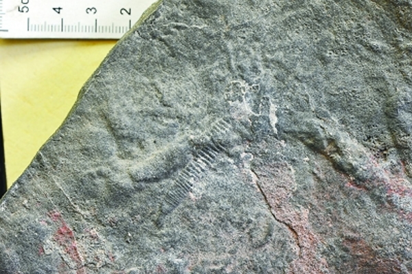 �����֡����ӹܡ���ʯ