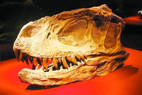 ����������ͷ�ǻ�ʯ