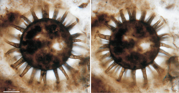 ������Ͽ������ɽ������ʯ����б������Դ�໯ʯ