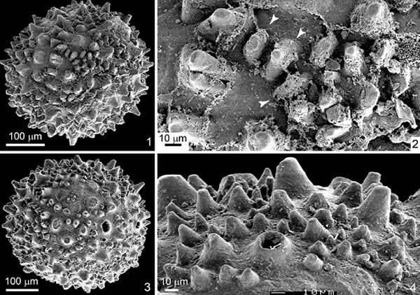 �����Ͱ���ɽ�����׿����б������Դ�໯ʯ